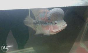 Red And Gray Flowerhorn Fish