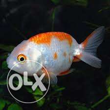 Red white ranchu gold fish