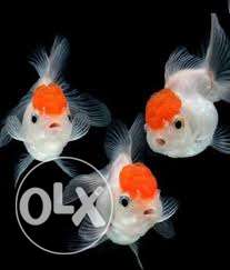 Redcap oranda gold fish