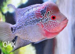 SRD Flower horn fish and pair male and female for