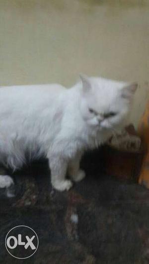 Semi persian female cat 1 time litter healty nd