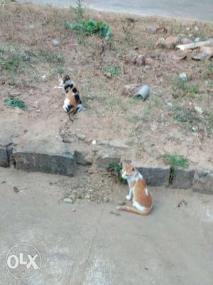 Short-fur Brown And White Cat