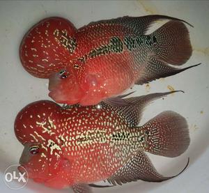 Show Quality Imported Flowerhorns Available at Best Price