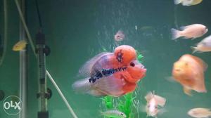 Super red dragon flower horn fish short body