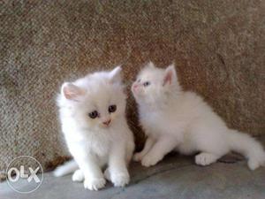 Superb Genuine Persian Cats For Sell. Trust Kennel Online