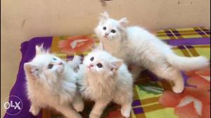 Three Long-coated White Kittens