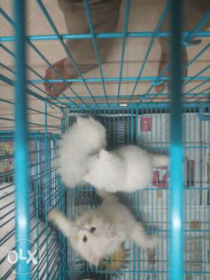 Three White Tabby Kittens With Blue Cage