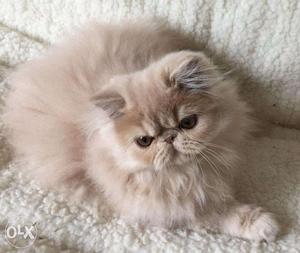 Trust Kennel Online Pets Shop Persian Cats..