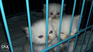 Two brown kittens annd 3 persian kittens