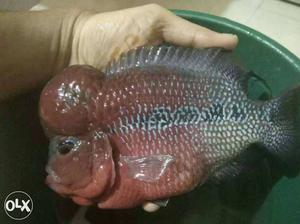 Urgently sale Flowerhorn Fish male and female