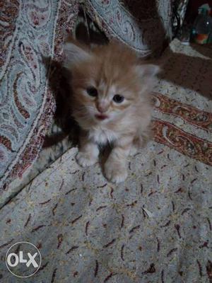 Want to sell my 1 month old female Persian kitten
