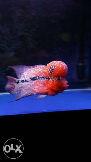 Want to sell my high quality 8 inches SUPER Red Dragon