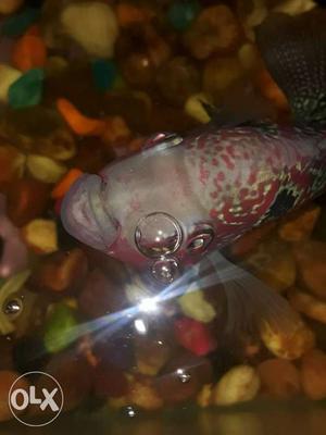 White And Purple Flowerhorn Fish