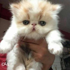 White And Tan Persian Kitten