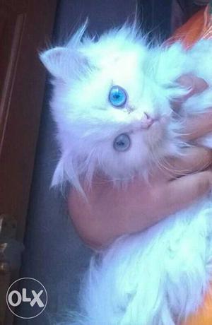 White Male Persian Cat 4month old
