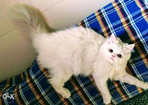 White Male Persian Cat for Breeding