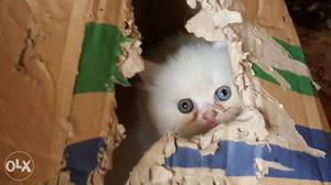 White Persian Cat And Kittens