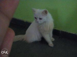 White Persian Cat (female)