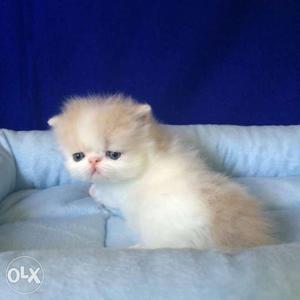 White Persian Kitten