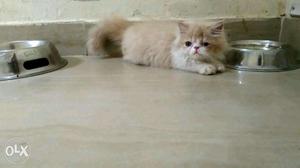 White color Persian kitten available fixed price