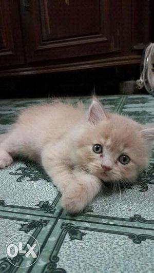 White color Persian kitten sale