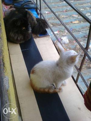 White h golden kiten male cat. very play full h