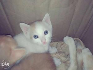 White male kitten 40 days old...If interested