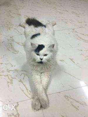 White n black male Persian cat and 1 year old