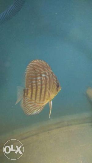 Yellow And Brown Discus Fish