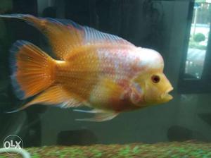 Yellow And White Flowerhorn Fish