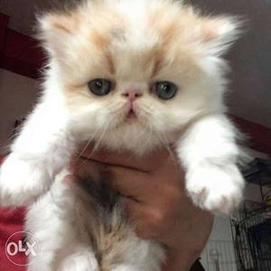 Yellow And White Persian Kitten