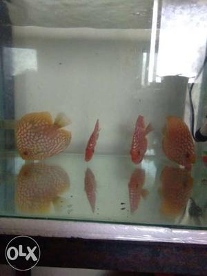 Yellow & red discus