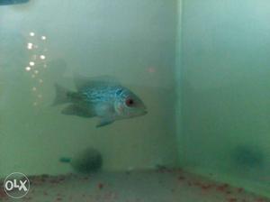 1.5 inch flowerhorn fry