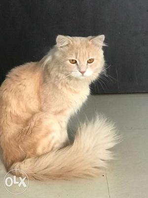 1 year old persian cat for sale All vacination is