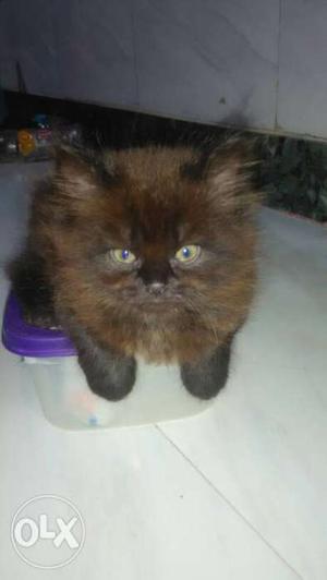 2 Persian kittens bonfire colour, pair of male female