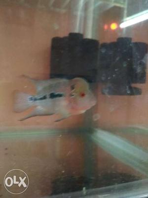 2 inch hump flowerhorn available at 350