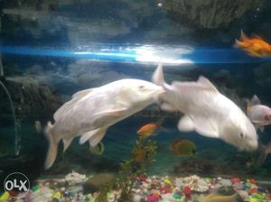 2 pure white carp fish for sale