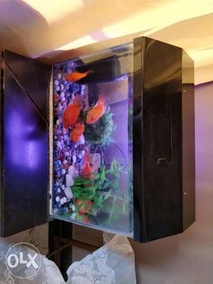 2feet by 1 foot fish Tank with Black acrylic shed