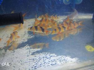 3 inch loach fish for sale