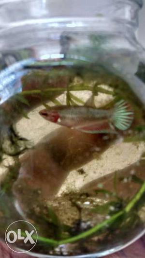 3 months old small betta fish for sale of Rs.50