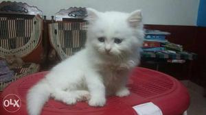3 months old- white Persian kitten
