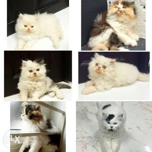 3month,4month nd 1 year old both male nd female persian cats