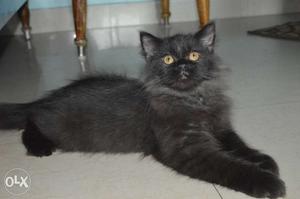 4 months old mail persain kitten for sale long