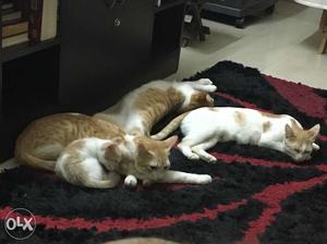 5 Cats for Adoption - 4 Males 1 Mama cat