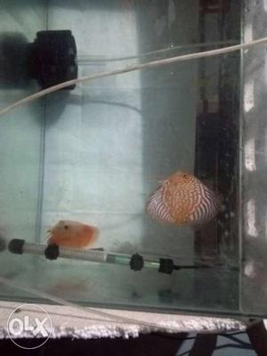 5inch breeding pair Discuss for sale place