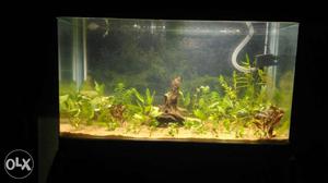 Aquarium cleaning service. cost depends upon size