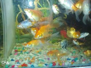 Aquarium gold fishs 6 no