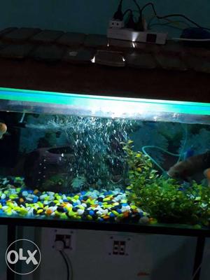 Aquarium in good condition parrt fishes, stone,