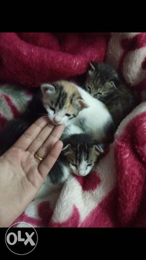 Beautiful little kittens with different colors.