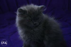 Best lineage pure persian kittens